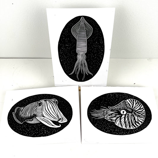 Sea Creature Triptych - Squid, Cuttlefish & Nautilus